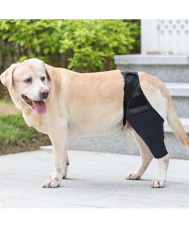 Hip Brace for Dogs - Flexible Hip Brace for Dogs Dog Hip Joint Brace for Torn ACL Patella Luxation Osteoarthritis Limping from Joint Hip Dysplasia Kot-au Black Medium - Buy Online on GoSupps.com