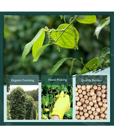 Soeos Fine Ground White Pepper 18oz - Non-GMO, Kosher Verified, Freshly Packed | Fine Grain White Pepper Powder - 1.13lb - Buy Online on GoSupps.com