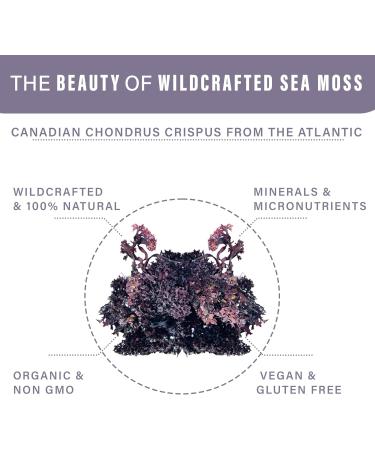 Calisla - Purple Wildcrafted Sea Moss Raw Gel Ethically Harvested From Canadian Atlantic Ocean 2 Month Supply of SeaMoss Raw Gluten-Free Non-GMO Vegan Nutrient-Rich Irish SeaMoss 50g 1.76 Oz - Buy Online on GoSupps.com