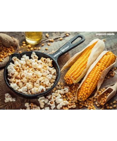 PRIME CULTIVATOR: Popcorn Kernels Seeds (500g)_Packing May Vary - Buy Online on GoSupps.com