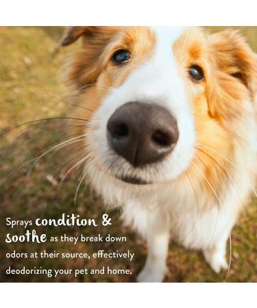 TropiClean Deodorizing Pet Spray Cologne - Lime & Coconut Scent - Natural Ingredients - Long Lasting - Made in USA - 8 oz - Buy Online on GoSupps.com