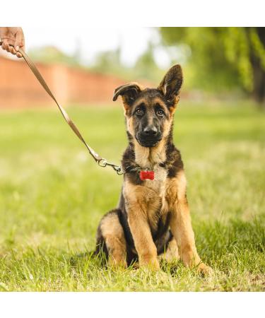 VAILEAL 8-Piece LED Dog Lights - Multicolor Waterproof Safety Lights with Turn Signals for Dogs Cats Joggers & Kids - Perfect for Night Walks - Buy Online on GoSupps.com