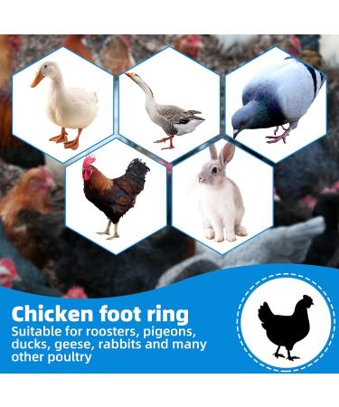 Cywvynyt 48 Multi-Colored Chicken Leg Rings | Numbered Clip-On Poultry Identification Straps for Gamefowl Ducks & Guinea | 20mm - Buy Online on GoSupps.com