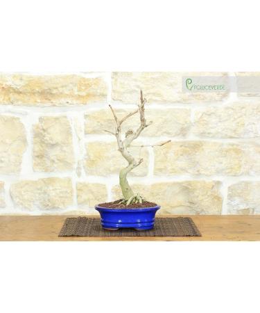 Ginkgo Biloba Bonsai (10) - Buy Online on GoSupps.com