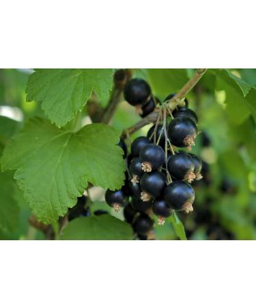 French Organic Blackcurrant 100 ml | Drinking Solution for Fresh Plants | Joint Care Joint Mobility Joint Pain | Certified AB Certified France | Laboratory SYNERGIA - Buy Online on GoSupps.com