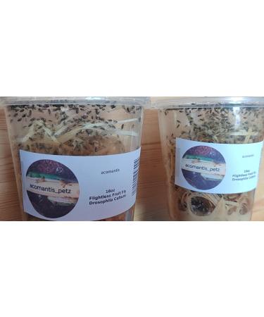 acomantis 2x16oz double-pack Flightless Fruit Flies Live Food (Drosophila Culture) - Buy Online on GoSupps.com