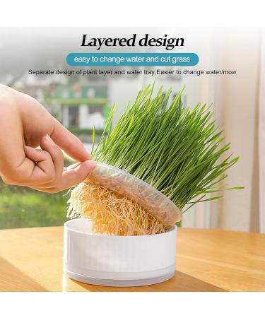 Anulely Cat Grass Plant Container - Earth-Free Indoor Planting Box for Cats & Dogs | Removable Sprouter Tray & Home D cor in White - Buy Online on GoSupps.com