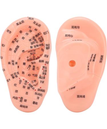 Ear Acupoint Model for Acupuncture Teaching and Learning - Buy Online on GoSupps.com