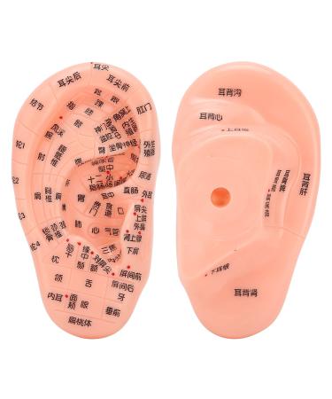 LIKJ Ear Acupuncture Model Easy to Observe PVC Accurate Clear No Odor Ear Zone Model Human Ear Model for Home for Hospital for School for University