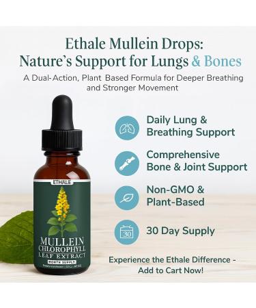 ETHALE Mullein Drops for Lungs Natural Herbal Supplement with Mullein Leaf & Chlorophyll Daily Lung and Breathing Support 30 Day Supply Non-GMO Plant-Based Formula (2) - Buy Online on GoSupps.com
