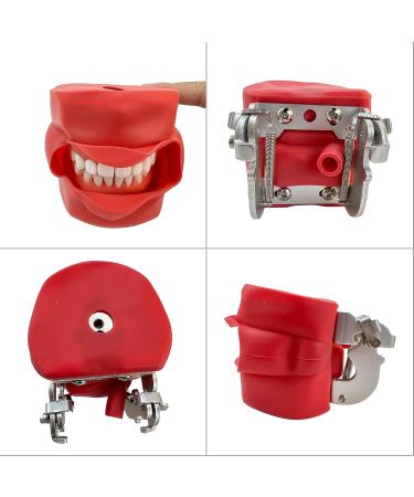 Teeth Soft Gum Phantom Head Study Model - 28 Removable Teeth & Cheek Simulation for Dental Education | International Shipping Available - Buy Online on GoSupps.com