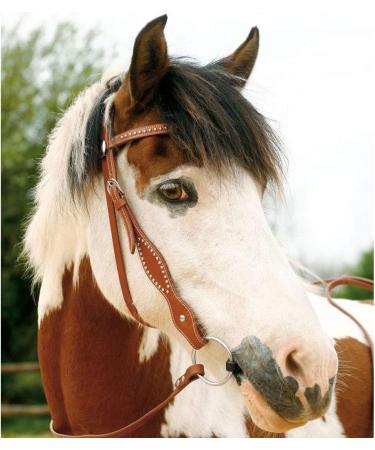 Buy WALDHAUSEN Western Bridle Kansas Brown for Quarter Horses | International Shipping Available - Buy Online on GoSupps.com