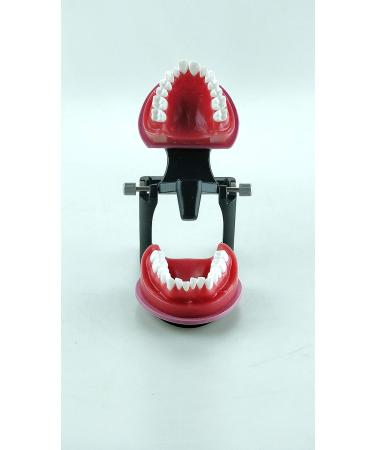 Orthodontic Wax Typodont for Dental Training - AlexaDentalStudio O001 - Buy Online on GoSupps.com