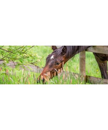 Saluvet Colosan Double Pack - 2 x 250 ml | Best Medicine for Horses Cattle Pigs Sheep Goats Rabbits & Dogs | Relieves Flatulence & Gastrointestinal Disorders - Buy Online on GoSupps.com
