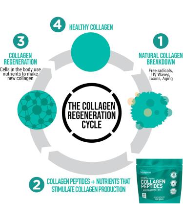 Collagen Peptides Protein Powder Instant-Mix Unflavored Hydrolyzed Collagen Supplement from Pasture-Raised Grass-Fed Bovine Beef Non-GMO Keto & Paleo Friendly Anti-Aging Supplements PhiNaturals - Buy Online on GoSupps.com
