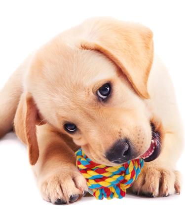 ZENO Dog Toys | Rope Chew Toys for Dogs | Strong Rope Ball & Tug for Teething & Training | Puppy Teething Toys | 100% Natural Cotton | Great for Small Medium & Large Puppies & Adults (18 Pack) - Buy Online on GoSupps.com