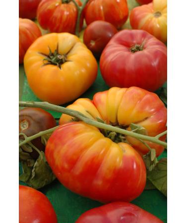 15 Seeds ORGANIC Pineapple Tomato Seeds ~ Yellow Streak Heirloom Beefsteak