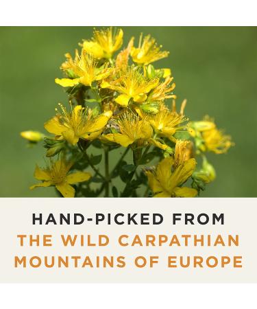 Wild Bliss Organic St Johns Wort Tea - Loose Leaf Herbal Supplement - 1.76 Oz - 25 Servings - Caffeine Free - High Pharmacopoeia Potency - Buy Online on GoSupps.com