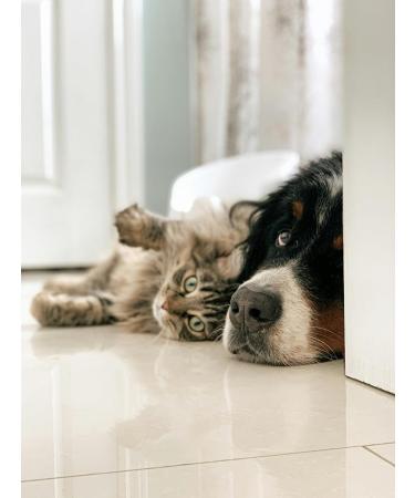 First Aid for Dogs & Cats | Emergency Helper Pocket Guide | Compact & Handy for Quick Assistance Anywhere - Buy Online on GoSupps.com