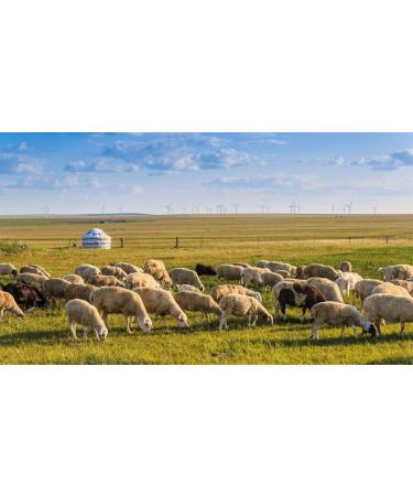 Qinghai-Tibet Plateau Sheep Placenta Extract Powder - 100g | Pure Freeze-Dried Ovine Placenta with Goat Embryo Essence - Buy Online on GoSupps.com