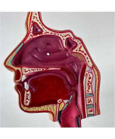 Human Lung Model Human Nasal Cavity Throat Anatomy Model Lung Model Teaching Tool Study Tools for Anatomy and Physiology Students Display Teaching Tool - Buy Online on GoSupps.com