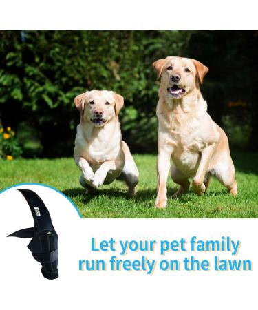 Dog Knee Brace for Back Leg Dog Elbow Brace Protector Pads for Support with Cruciate Ligament Injury Dysplasia Osteoarthritis Dog Leg Braces Adjustable Dog Rear Leg Braces (M) - Buy Online on GoSupps.com