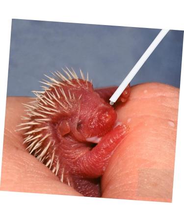 MipCase 3-Piece Food Dispenser Hose Set for Nymphensittich & Parrots | 0.7x6.4cm Water Pipe Tools for Birds | International Shipping Available - Buy Online on GoSupps.com