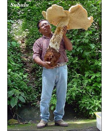 100 Gezonde Super Pcs Green Big Mushroom Seeds Delicious Vegetables Mushrooms RARE Gaint Fun Succlent Plant HighNutrition 10 - Buy Online on GoSupps.com