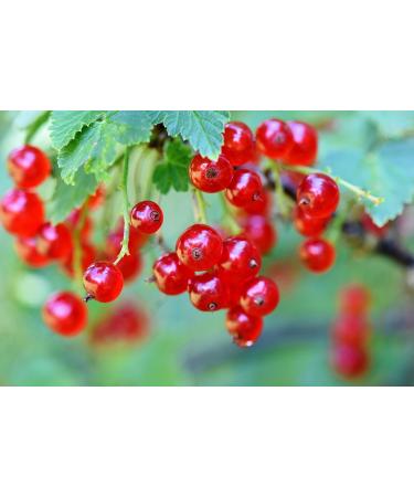 BLEICHHOF Redcurrant Juice - Vegan Direct Juice (6x0.72L) | Premium Fruit Beverage for International Shipping - Buy Online on GoSupps.com