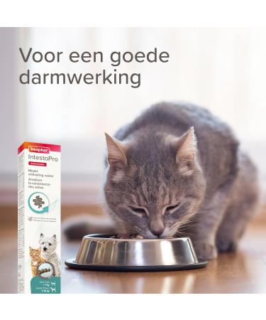 BEAPHAR IntestoPro Food Supplement to improve stool consistency Promotes Digestion Active Ingredient of Natural Origin for Cats and Small Dogs (1 15 kg) 20 ML - Buy Online on GoSupps.com