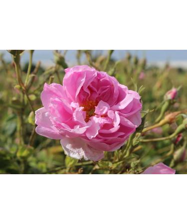 Natural Organic Non Deoiled Rose Water 100mL - Buy Online on GoSupps.com