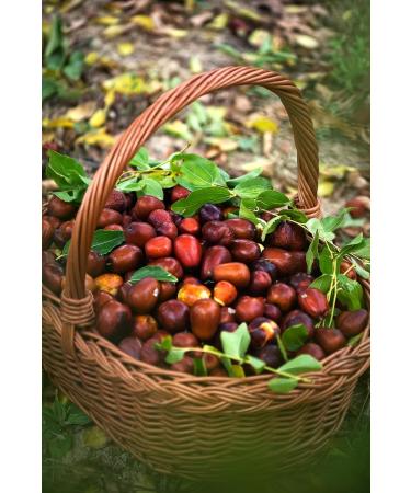 SIGI Azienda Agricola JUJUBE Jam | Free of Food Dyes Preservatives and Additives | 100% Artisanal and Natural | Handmade and Made in Italy | Jar 110gr. - Buy Online on GoSupps.com