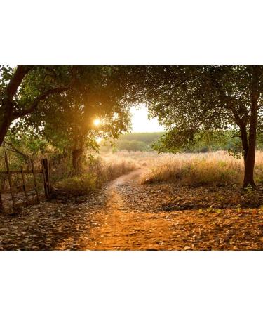 Lais Puzzle Sunset in the Cashew Nut Forest Cambodia Banlung Province 1000 pieces - Buy Online on GoSupps.com