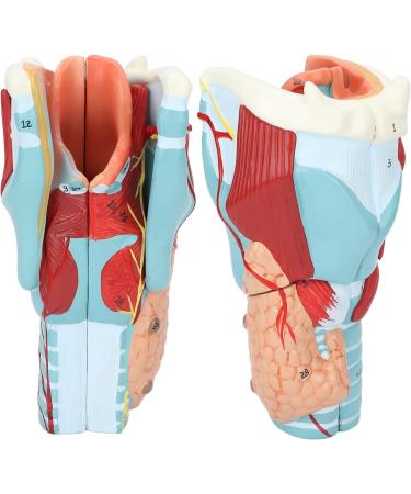 2X Magnification Human Throat Model for Teaching Display - Clear Vinyl Structure with Thyroid and Trachea Dissection - Buy Online on GoSupps.com