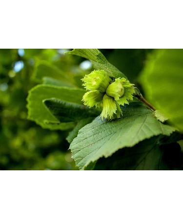 Holmquist Dry Roasted Hazelnuts | Sea Salt | Heart Healthy | Non-GMO | Gluten-Free | Kosher | Resealable | Keto-Friendly | 2 lb Bag - Buy Online on GoSupps.com