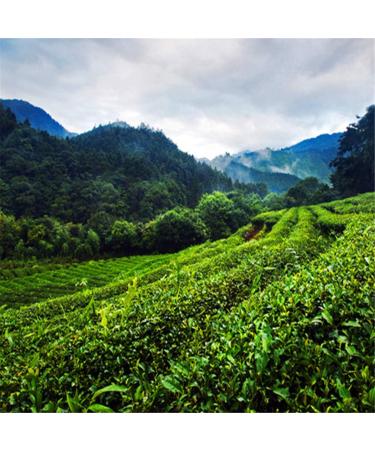 250g Organic Natural Oolong Tea Chinese Classic Green Tea Tieguanyin Green Tea - Buy Online on GoSupps.com