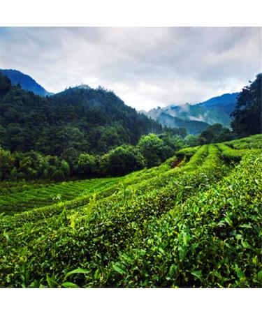 Buy 100g Ripe Pu Er Tea - Premium Chinese Black Tea for Health Benefits | International Shipping - Buy Online on GoSupps.com