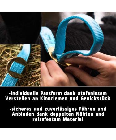 Premium Halter for Warmblood & Thoroughbred Horses - Adjustable Safe Tearproof Perfect for Stables & Pastures - Turquoise Cob Size - Buy Online on GoSupps.com