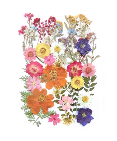 17 Types 48PCS Real Dried Pressed Flowers Leaf Plant Herbarium for DIY Resin Jewelry Making Floral Decors(Colorful)