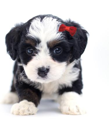 Hayaww 5 PCs Dog Hairpins & Clips - Premium Pet Accessories for Small Dogs & Cats (Red) - Stylish Hair Loops & Arches - Buy Online on GoSupps.com