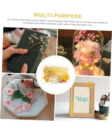 Zerodeko 1 Box Dried Flowers Dry Flowers for Resin Dried Hydrangea Flowers Scrapbooking Art Floral Picture Frame Flower Diy Floral Material Package Pressed Flowers Natural Fine Decorate Yellow 11X1CM - Buy Online on GoSupps.com
