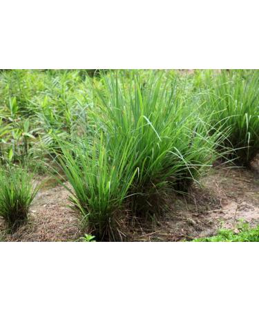 Lemon grass Tea/Ch de Capim Cidreira - LondonWeek  - Buy Online on GoSupps.com