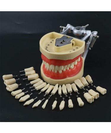 High-Quality Samnuerly Dental Teeth Model - 28 Removable Teeth & Simulation Cheek for Dentist Teaching & Learning | International Shipping Available - Buy Online on GoSupps.com