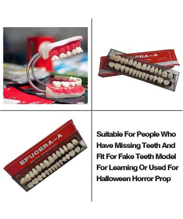 Rehoof Acrylic Resin Art Teeth | 2 Sets of Upper & Lower Dentures | Synthetic Resin for Replacement Halloween DIY Projects | 56 Pieces - Buy Online on GoSupps.com