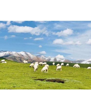 Qinghai-Tibet Plateau Sheep Ovine Placenta Extract Concentrate Freeze-Dried Powder 3.53 Oz Goat Embryo Essence. - Buy Online on GoSupps.com