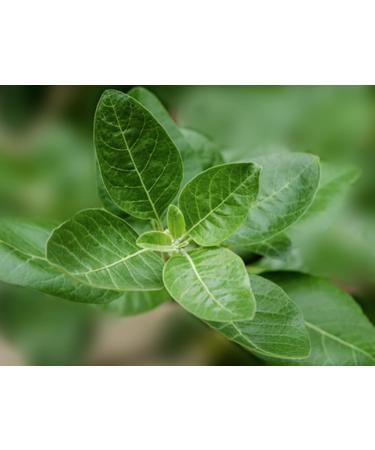 Momentous Ashwagandha Supplement - 300 mg NooGandha Ashwagandha Extract - Cognitive Performance, Alertness, & Focus Support - NSF Certified for Sport - Vegan - GMO- & Gluten-Free - 60 Servings - Buy Online on GoSupps.com