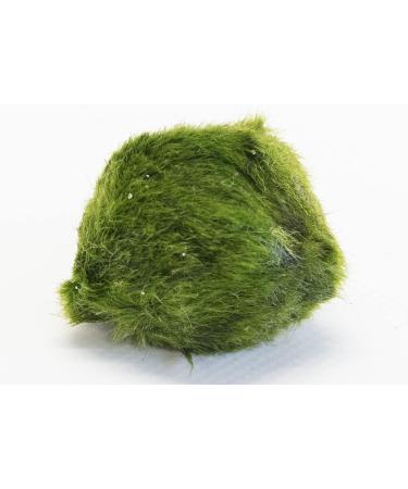 PondPlantsUK Lincspplant Mixed Tropical Live Aquarium Plants (5 Moss Balls) - Buy Online on GoSupps.com