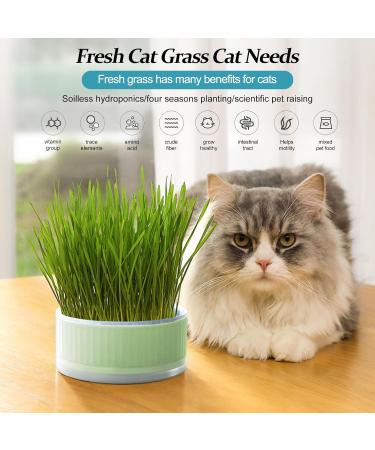 Anulely Cat Grass Plant Container - Earth-Free Sprouter Tray for Indoor Cats & Pets | Stylish Green Home Decor - Buy Online on GoSupps.com