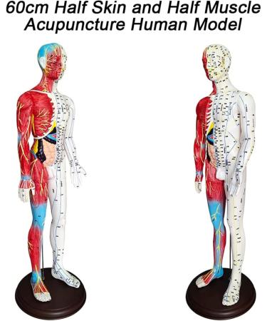 60cm Acupuncture and Muscle Anatomical Male Model Pressure Point and Meridians for Acupuncturists and Other Medical Professionals Training Teaching Education Supplies - Buy Online on GoSupps.com
