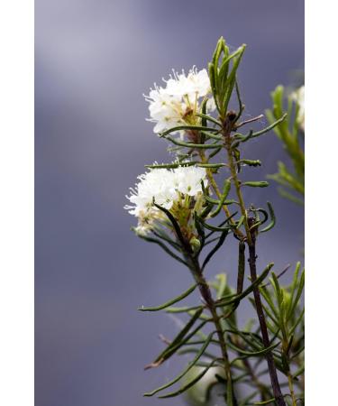 Health Embassy Marsh Labrador Herb Tea | Ledum palustre | Rhododendron Tomentosum | Herbe de Ledon des Marais Tisane (50g) - Buy Online on GoSupps.com